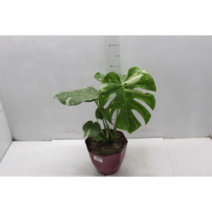 MONSTERA THAI CONSTELLATION P18