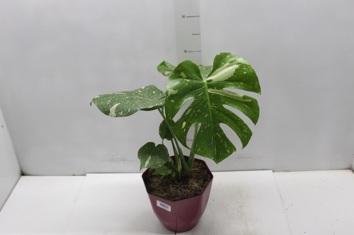 <h4>MONSTERA THAI CONSTELLATION P18</h4>