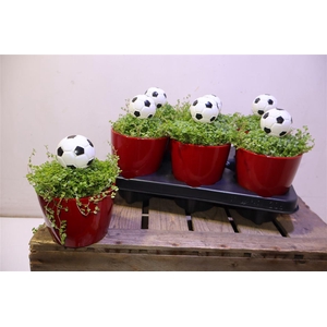 Arr Solei Sol Groen Wk Edition