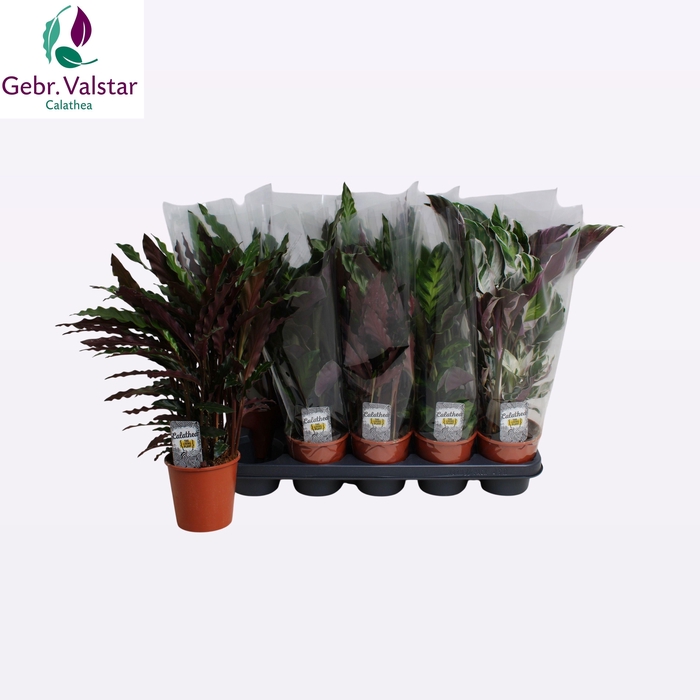 <h4>CALAT GEM 3 SRT</h4>