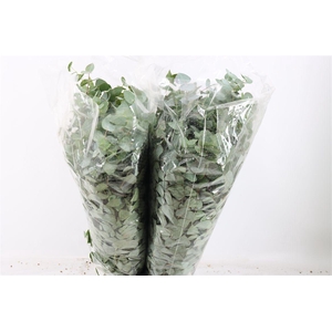 Euca Cinerea 200gr P Bunch