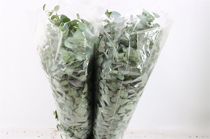 <h4>Euca Cinerea 200gr P Bunch</h4>