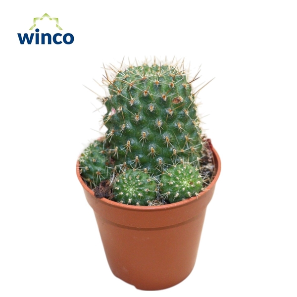 <h4>Rebutia Vulpina</h4>