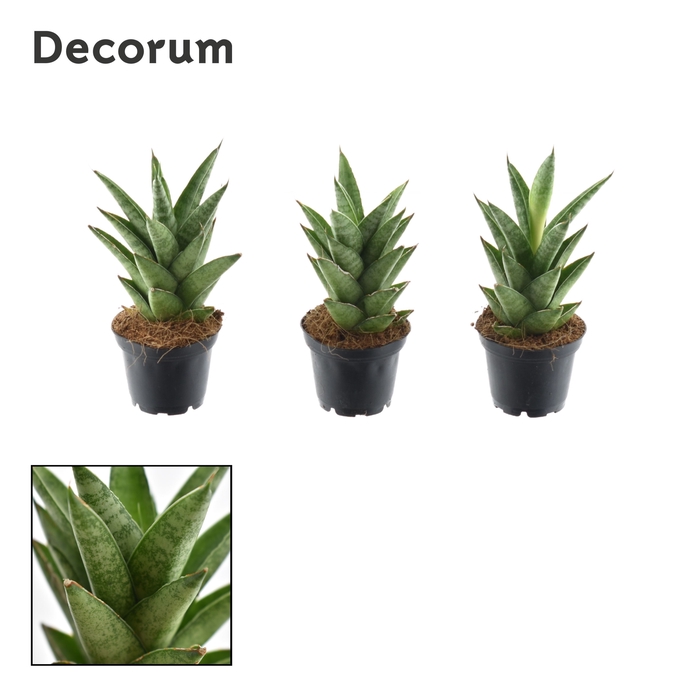 Sansevieria Starshooter 7 cm (Decorum)