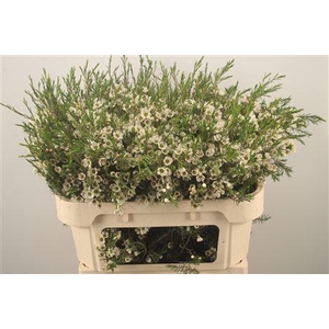 Chamelaucium Crystal Pearl White X50