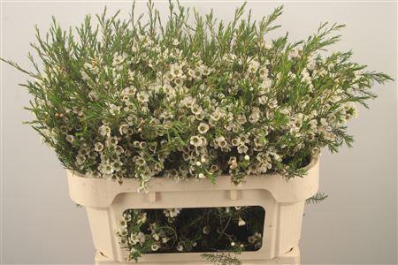 <h4>Chamelaucium Crystal Pearl White X50</h4>