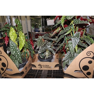 BEGONIA MACULATA P20 PO