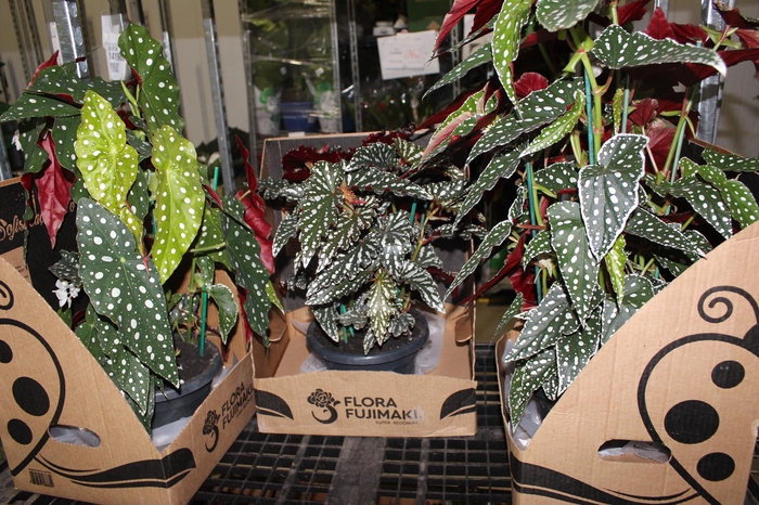 BEGONIA MACULATA P20 PO