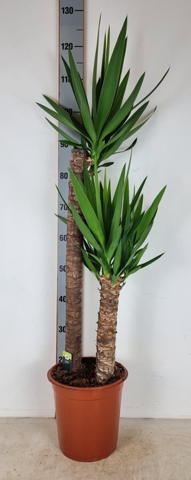 <h4>YUC ELEPHANTIPES</h4>