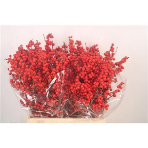 Ilex Verticilata Red Extra