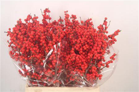 <h4>Ilex Verticilata Red Extra</h4>