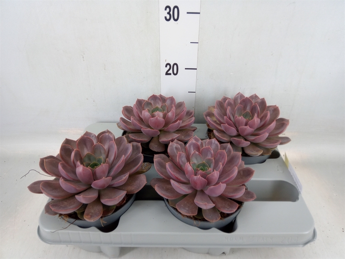 <h4>Echeveria   ...</h4>