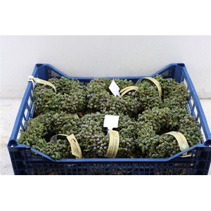 Wr Sierfruit Juniperus Red 20cm (elvan Cicek)