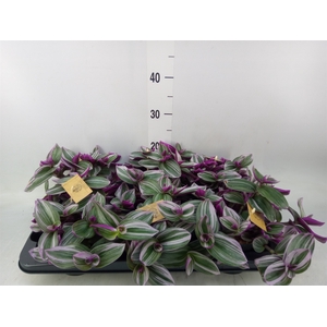 Tradescantia albif. 'Nanouk'