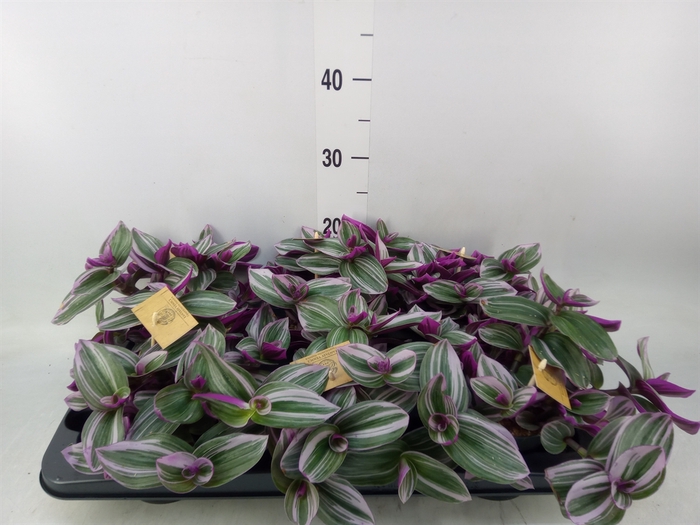 <h4>Tradescantia albif. 'Nanouk'</h4>