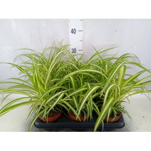 Chlorophytum com. 'Variegatum'