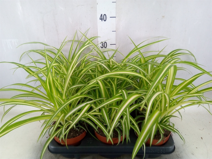 <h4>Chlorophytum com. 'Variegatum'</h4>