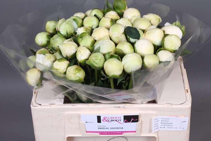 <h4>Paeonia Bridal Shower | Heavy Quality</h4>