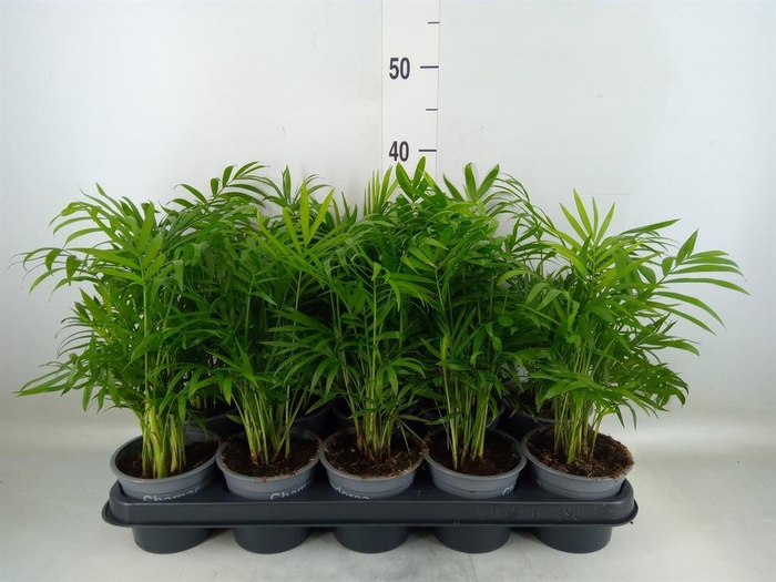 <h4>Chamaedorea elegans</h4>