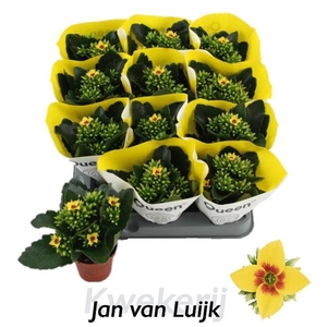 KALANCHOE LUIJK AFRICAN SAM P6