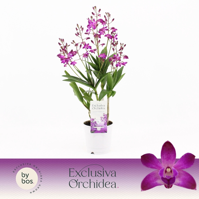 <h4>Dendrobium, Berry Oda 9+ spike 'Exclusiva Orchidea'</h4>