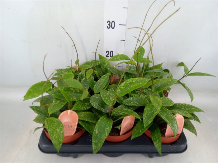 <h4>Hoya latifolia 'Rangsan'</h4>