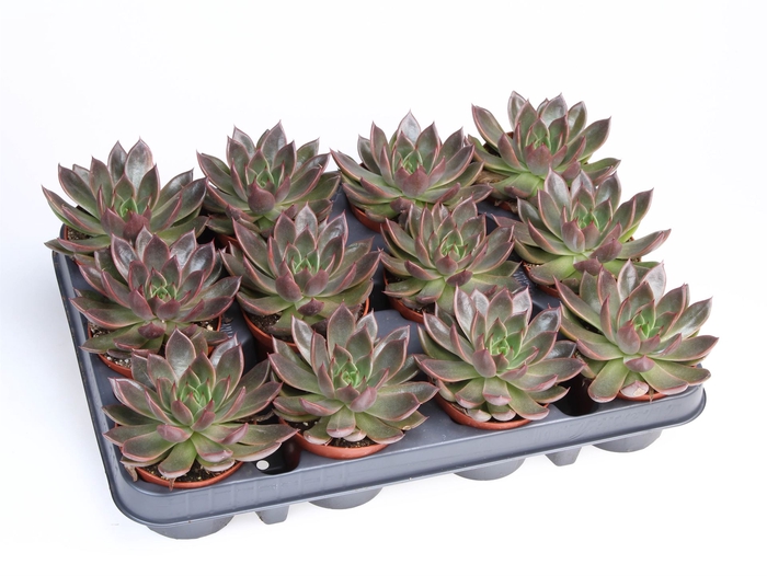 <h4>Echeveria   ...</h4>