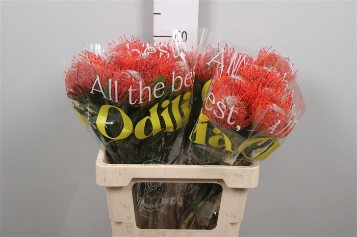 <h4>Leuco Tango</h4>