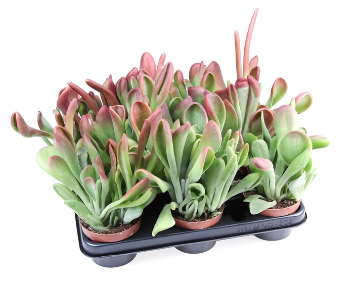 <h4>Kalanchoe NF   ...</h4>