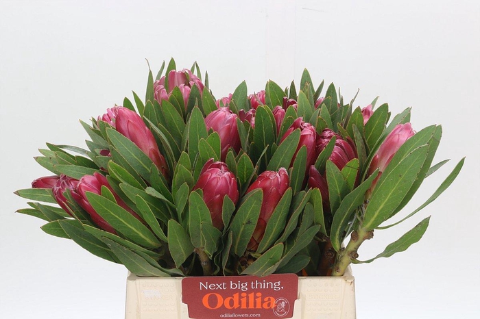 <h4>Protea Brenda</h4>