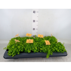 Pilea depressa