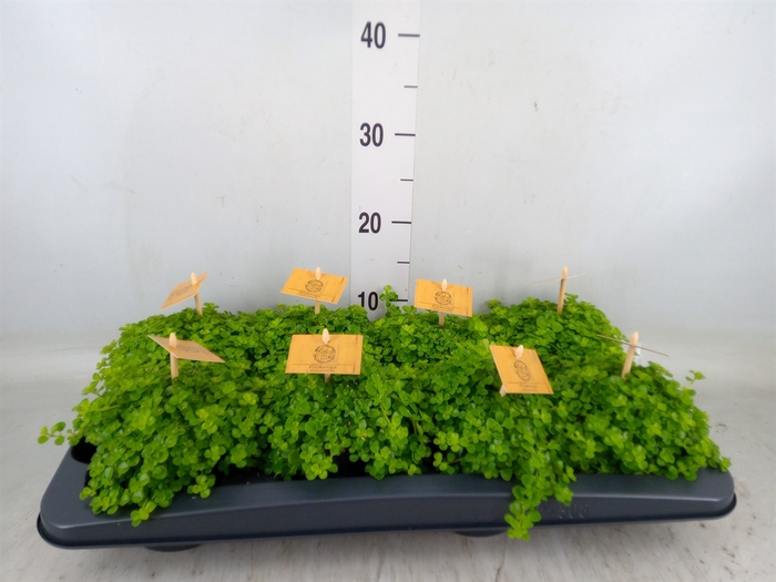 <h4>Pilea depressa</h4>