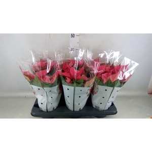 Euphorbia pulc. 'Christ Feel Pink'