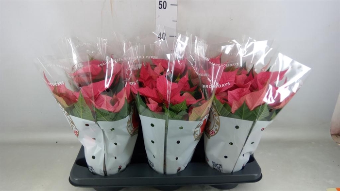 <h4>Euphorbia pulc. 'Christ Feel Pink'</h4>