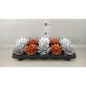 Echeveria  'Miranda'