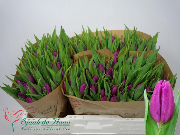 <h4>TU EN PURPLE PRINCE</h4>