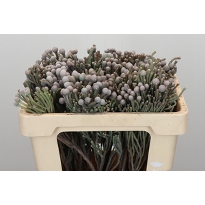 Kaaps Groen Silver Brunia