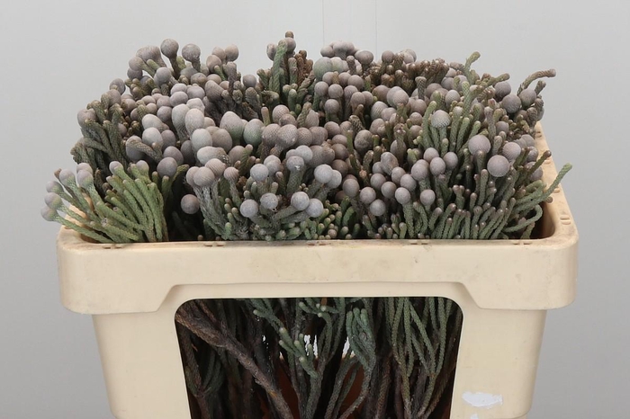 <h4>Kaaps Groen Silver Brunia</h4>