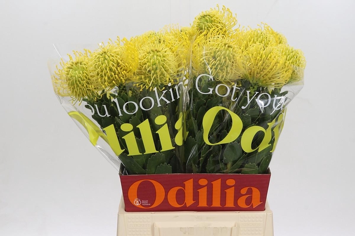 <h4>Nutans High Gold</h4>