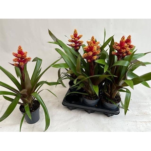 Guzmania Brush 13Ø 55cm