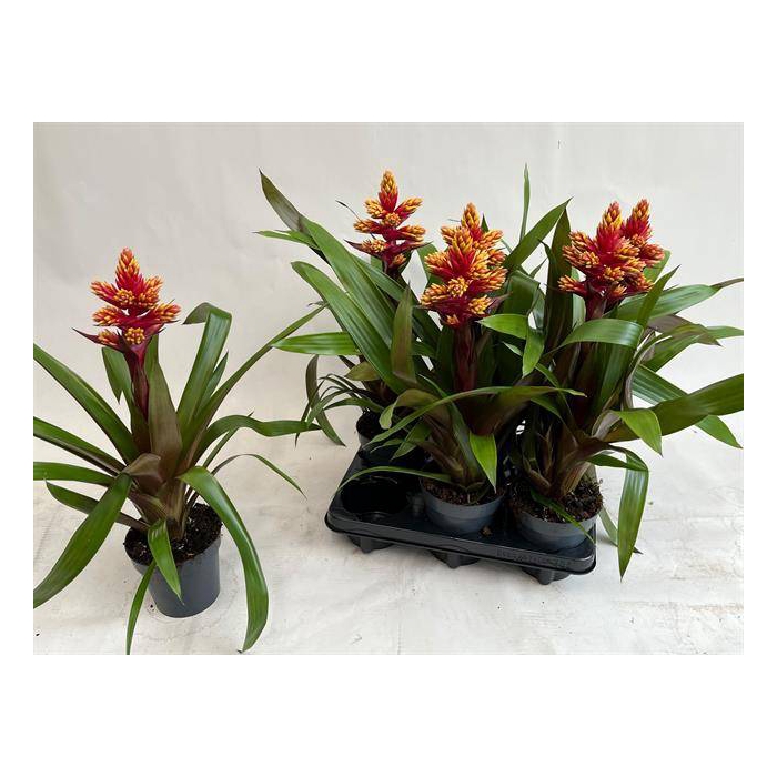 <h4>Guzmania Brush 13Ø 55cm</h4>