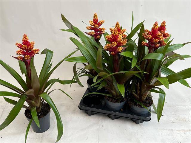 Guzmania Brush 13Ø 55cm