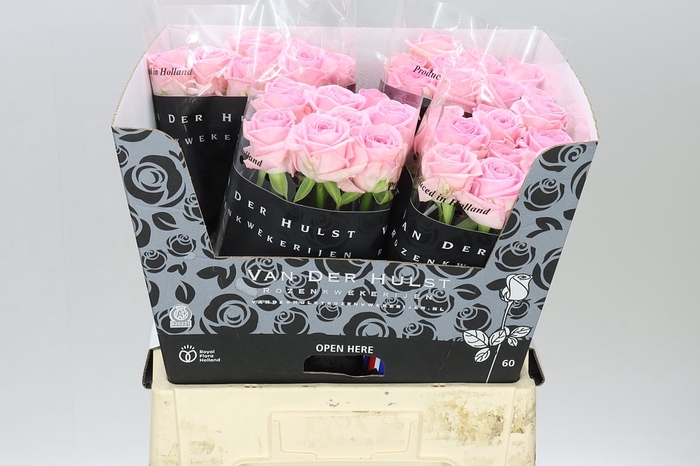 <h4>Rosa Gr Zaina!</h4>