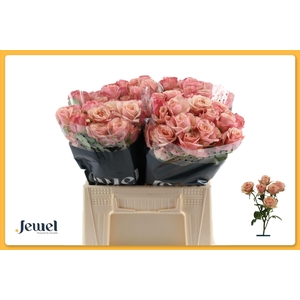 ROSA TR 'DESTINI'