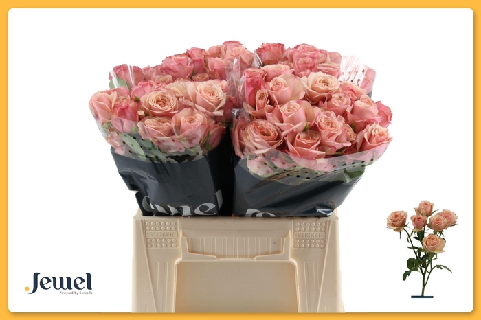 <h4>ROSA TR 'DESTINI'</h4>