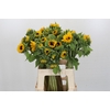 Helianthus Orange Fire
