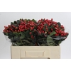 Hypericum True Romance