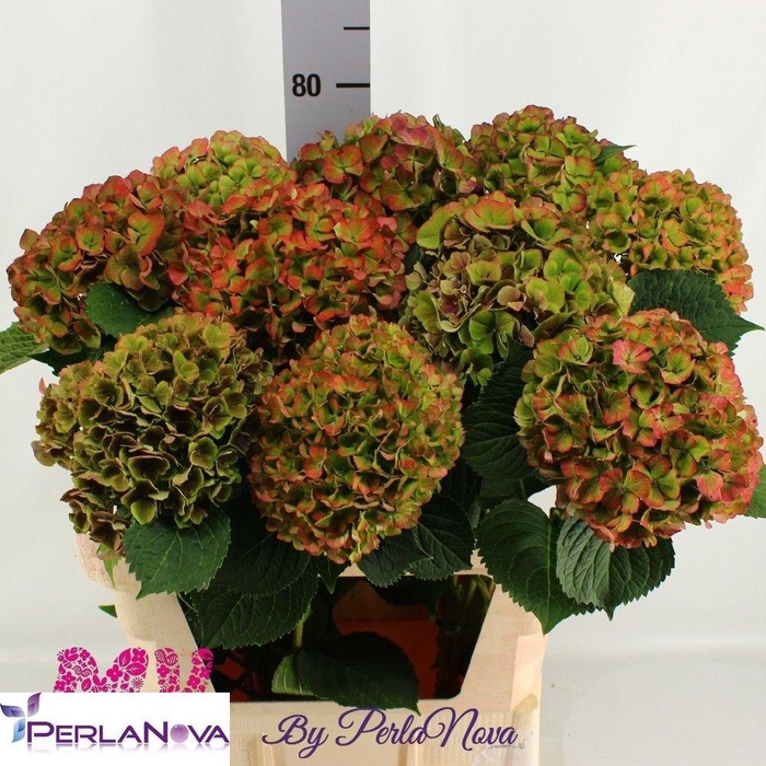 <h4>HYDR M MY RIO CL</h4>