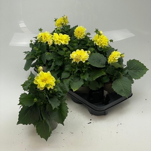 DAHL L ME YELLOW P12