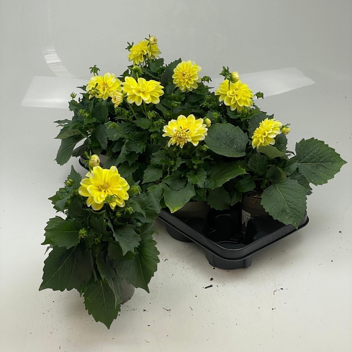 <h4>DAHL L ME YELLOW P12</h4>